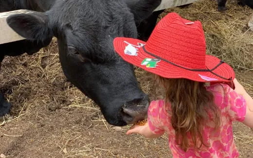 a girl petting a cow